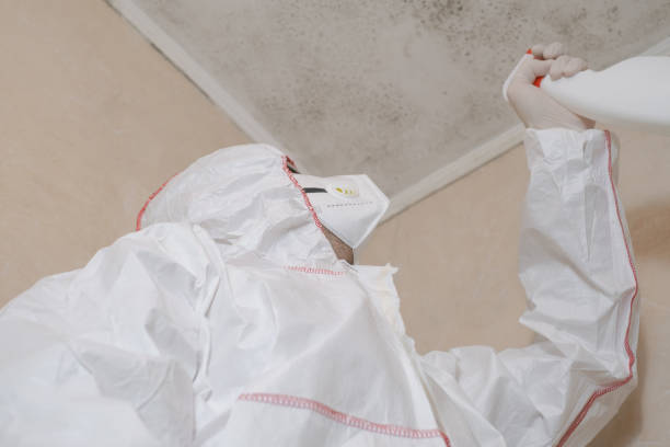 Mold Testing and Removal in Cohasset, MN