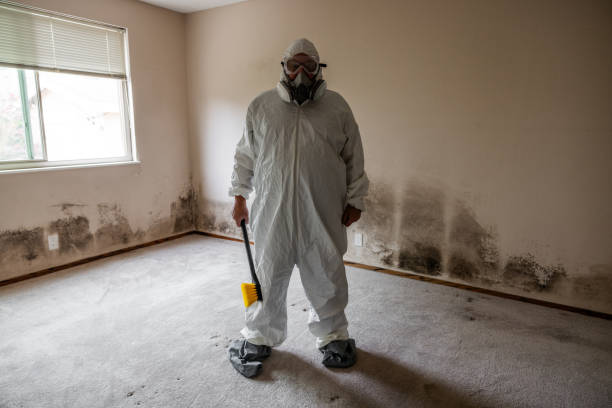 Professional Mold Removal in Cohasset, MN