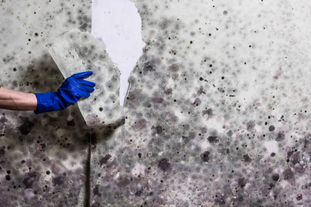 Best Mold Cleaning Services  in Cohasset, MN