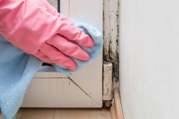 Best Professional Mold Removal  in Cohasset, MN